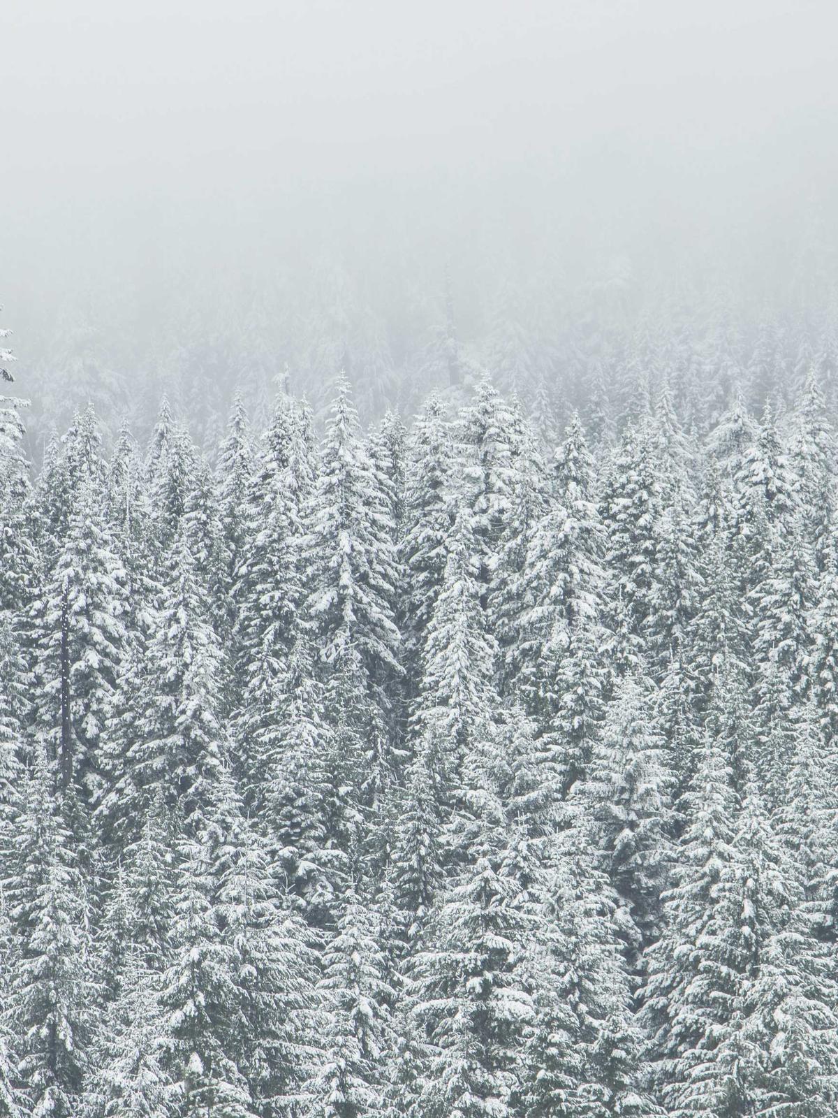 Portfolio image for Natasha Brooks Hair