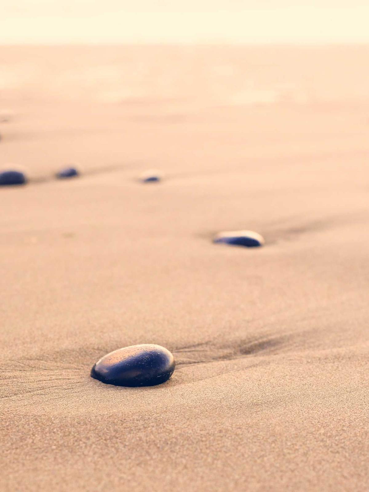 Portfolio image for Sophia Chen