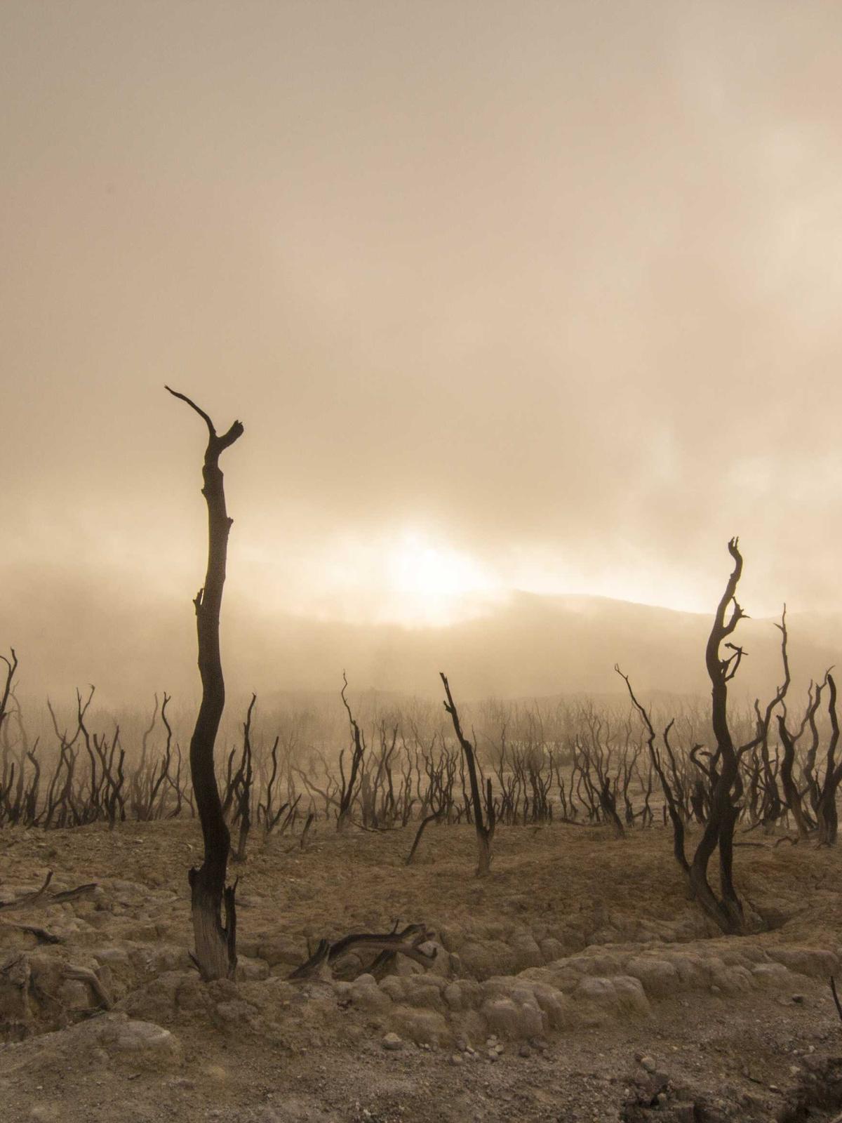 Portfolio image for Sophia Chen