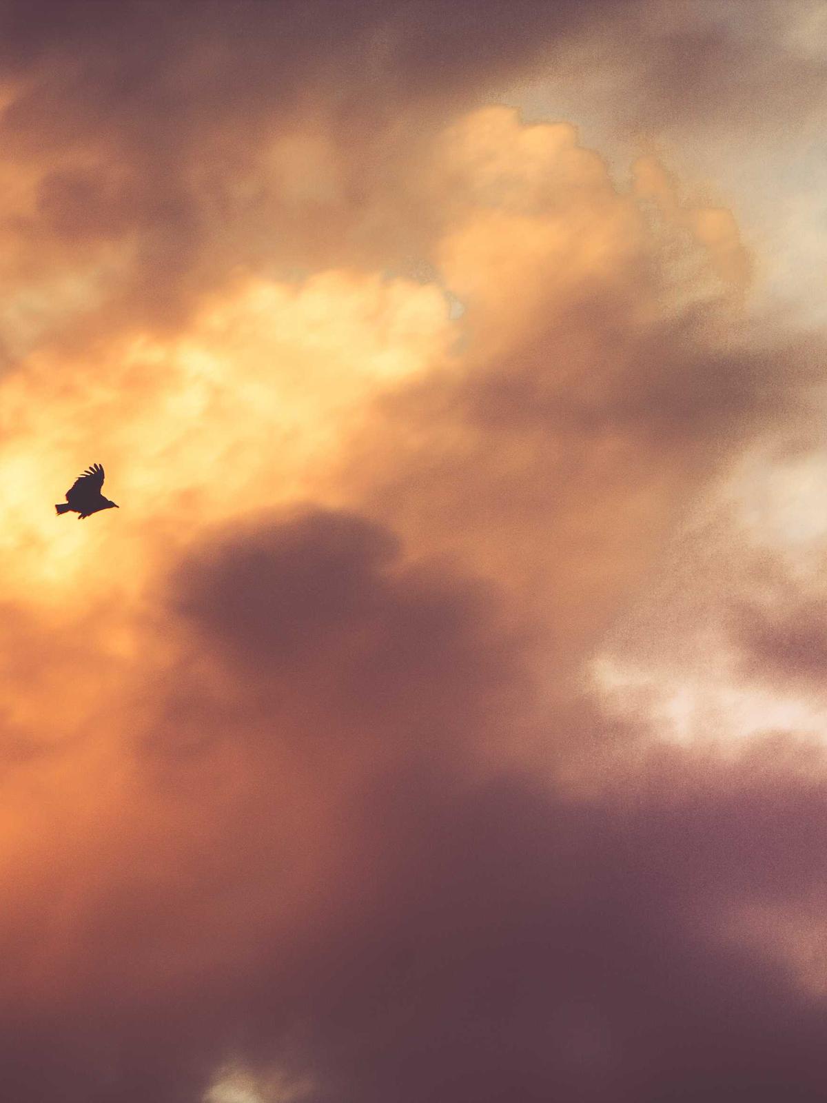 Portfolio image for Sarah Mitchell